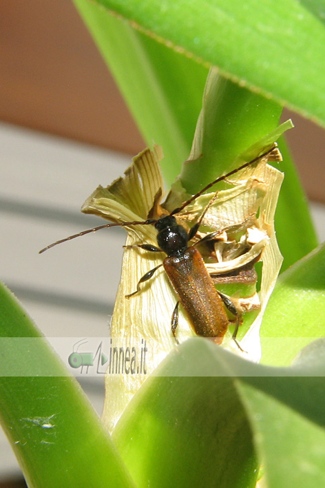 Phymatodes testaceus  (Cerambycidae)